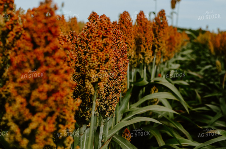 Sorghum Field 125021