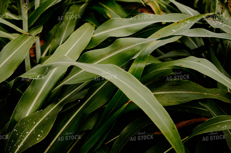 Corn Leaves 125024