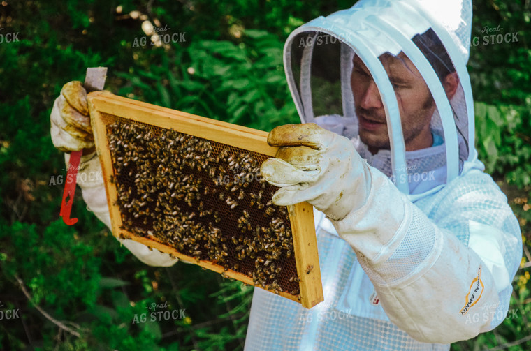 Beekeeper Handling honey bees 125039