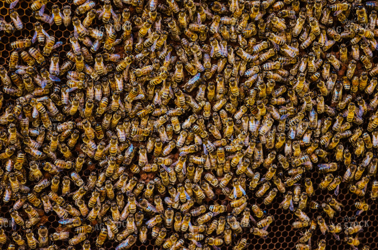 honey bees on Box 125042