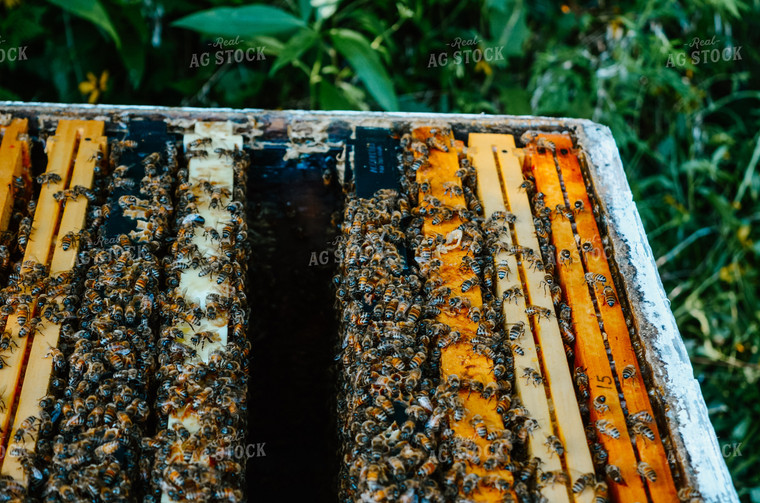 honey bees on Box 125043