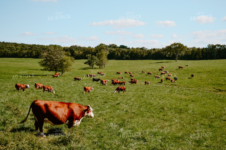 Hereford Cattle in Pasture 125054