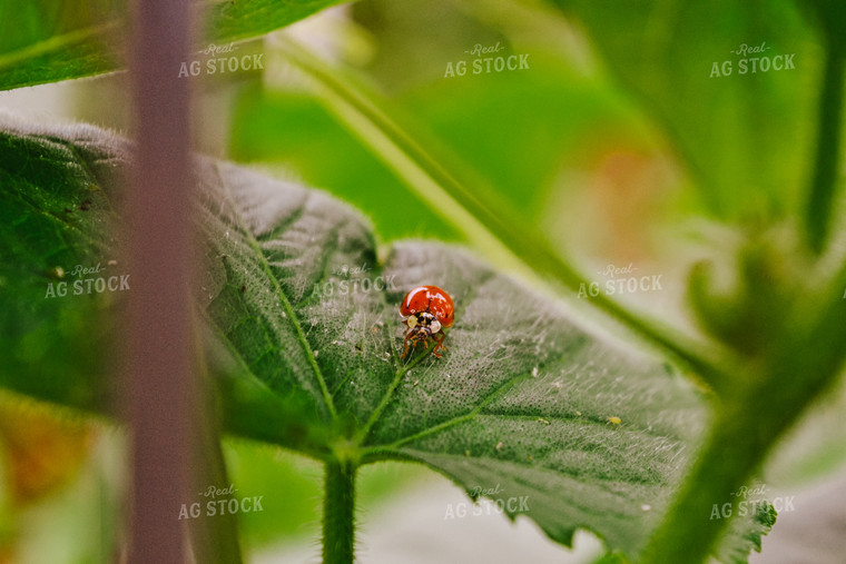 Ladybug on Leaf 125063