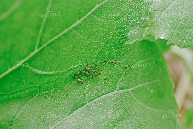 Pests on Leaf 125064