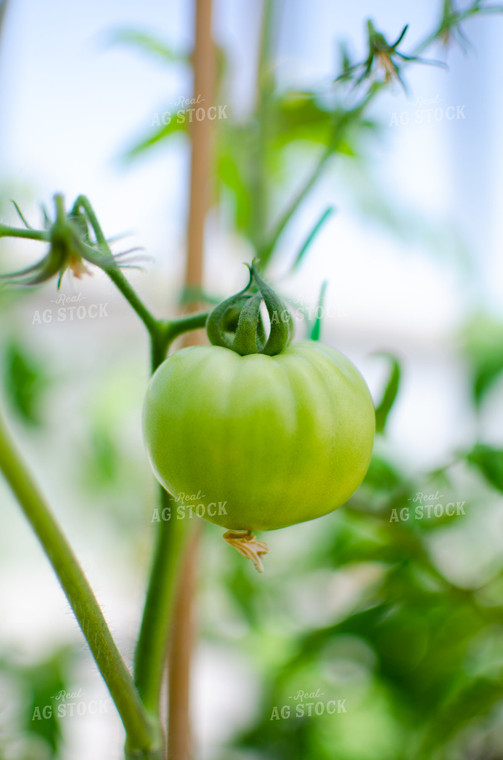 Tomato Plant 125070