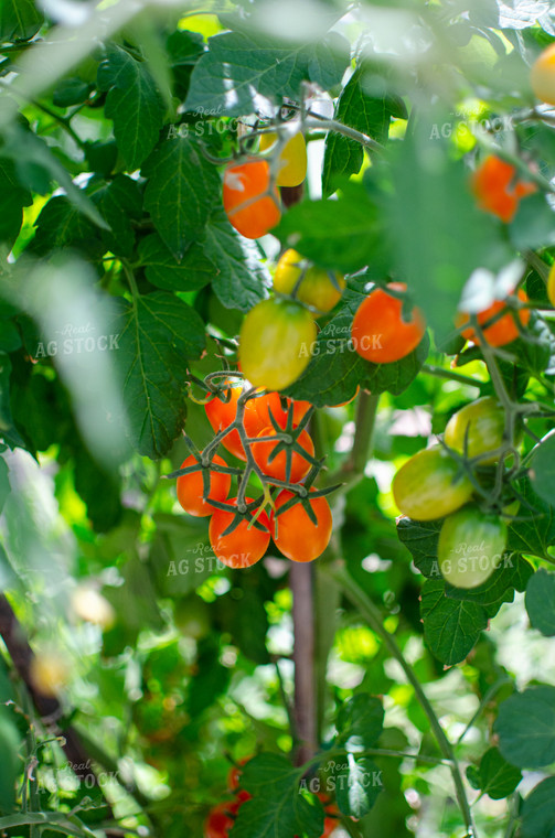 Tomato Plant 125071
