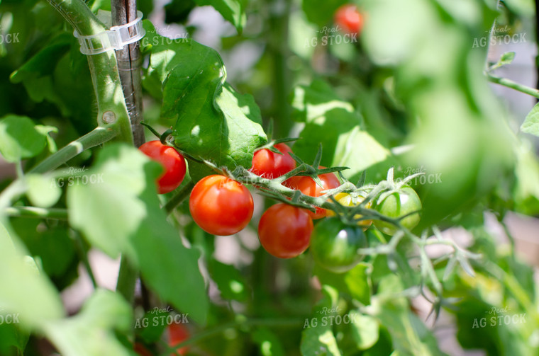 Tomato Plant 125072