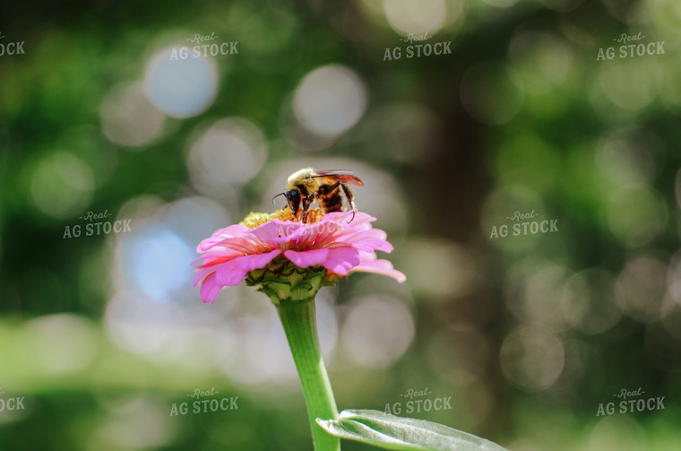 Bee on Flower 125080