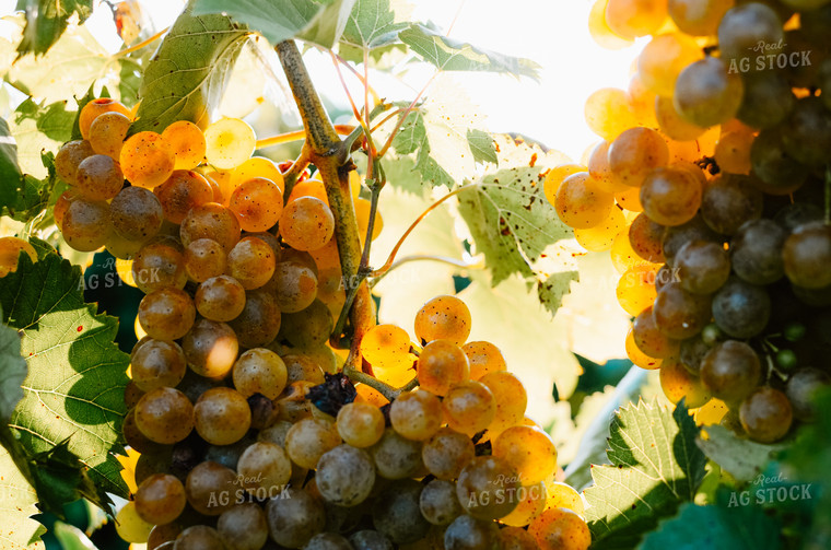 Vine of Grapes 125082