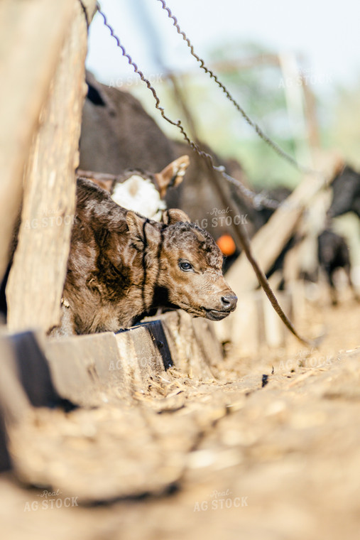 Calf in Farmyard 131000