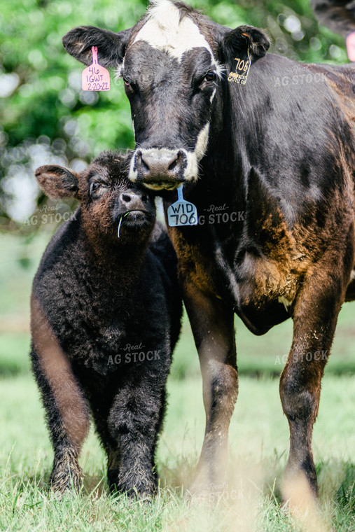 Cow and Calf in Pasture 131015