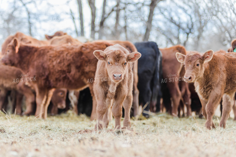 Calves in Pasture 131023