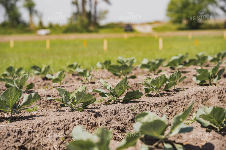 Cabbage Field 91031