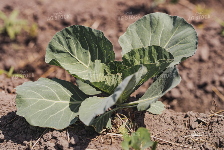 Cabbage Plant 91033
