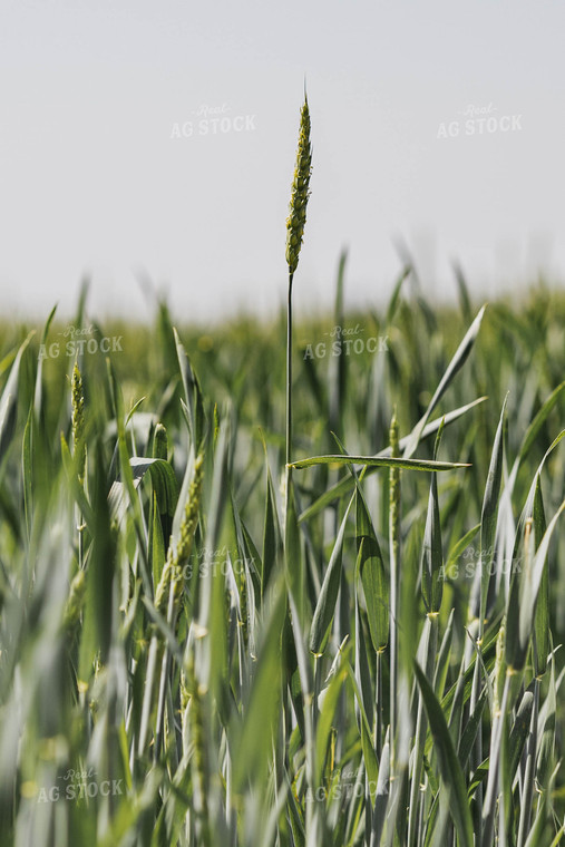 Wheat Field 91035