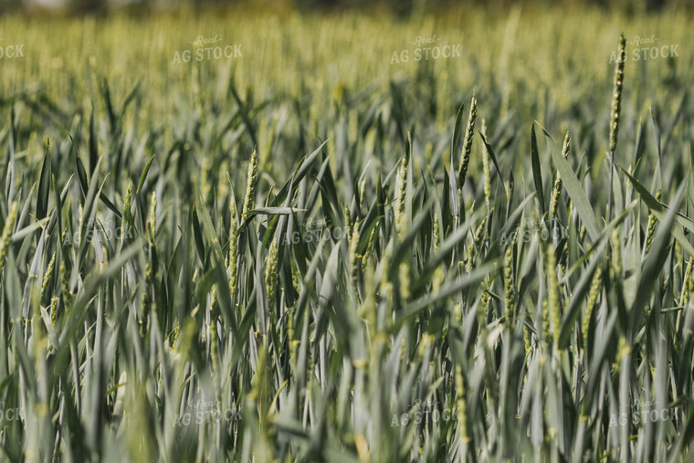 Wheat Field 91037