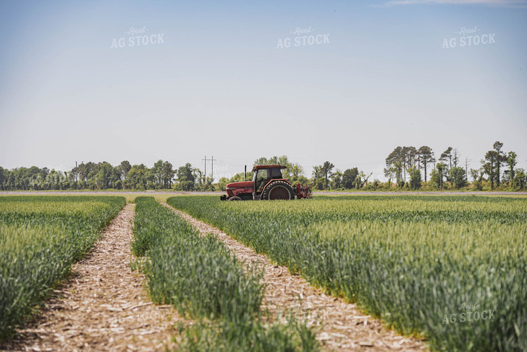 Tractor in Wheat Field 91039