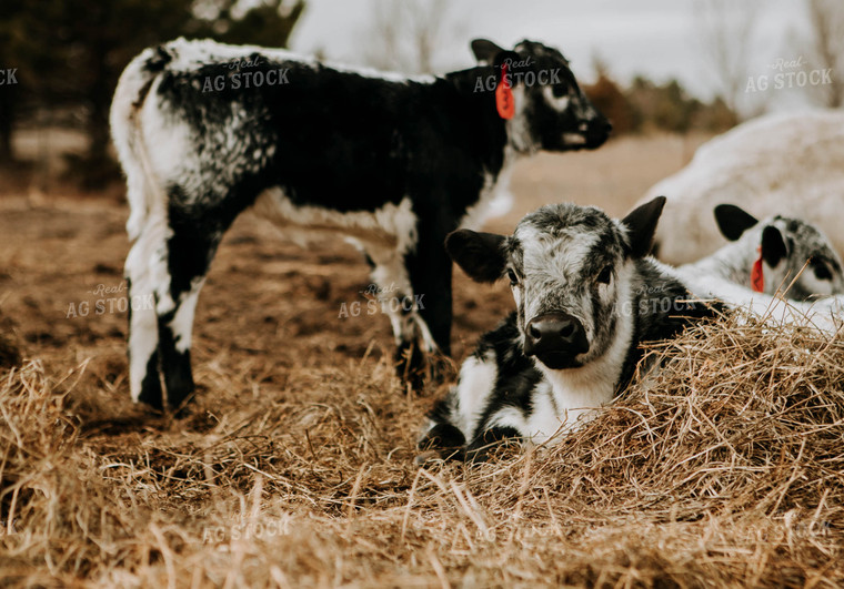 Calves in Barn 77262