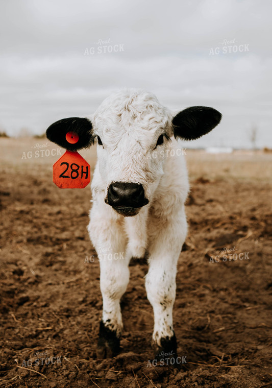 Calf in Pasture 77264