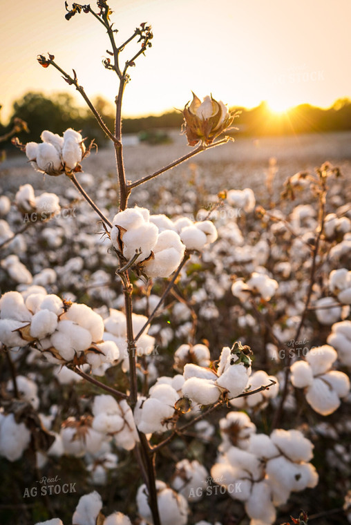 Cotton Field 128005