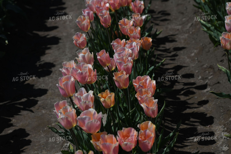 Blooming Tulips 129011