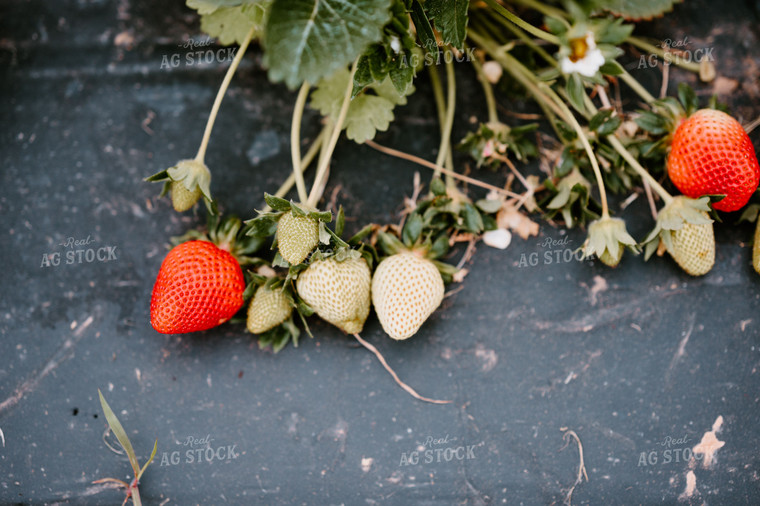 Strawberry Plant 125090