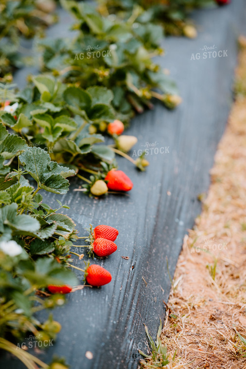 Strawberry Plant 125091