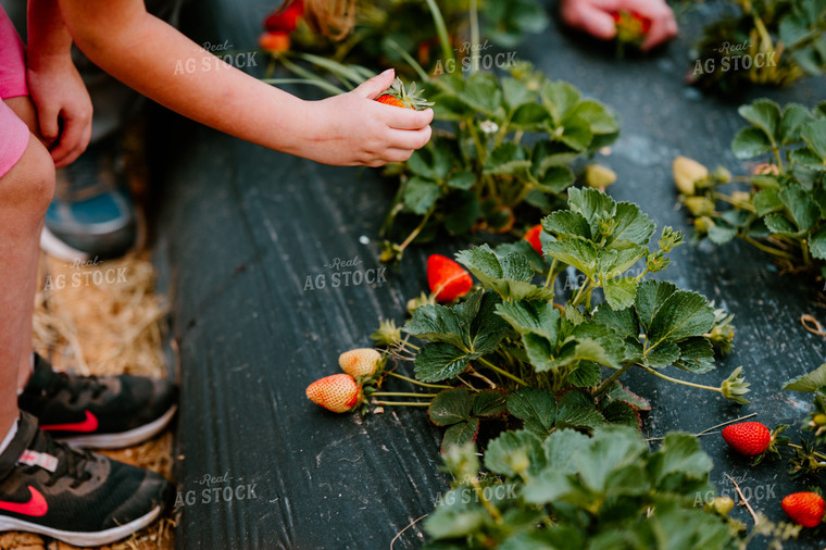 Picking Strawberries 125096