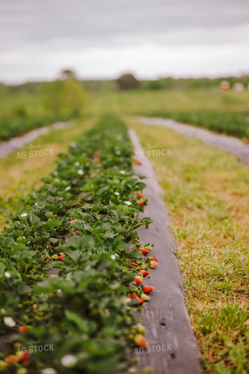 Rows of Strawberries 125097