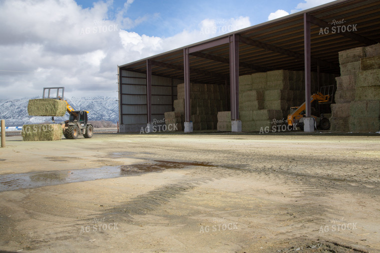 Moving Hay Bales 130019