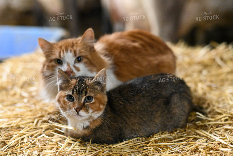 Cats Laying in Straw 120018