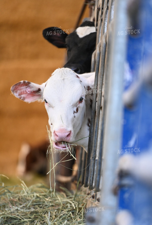 Cattle in Barn 120020