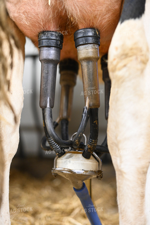 Milking Machine on Cows Udders 120025