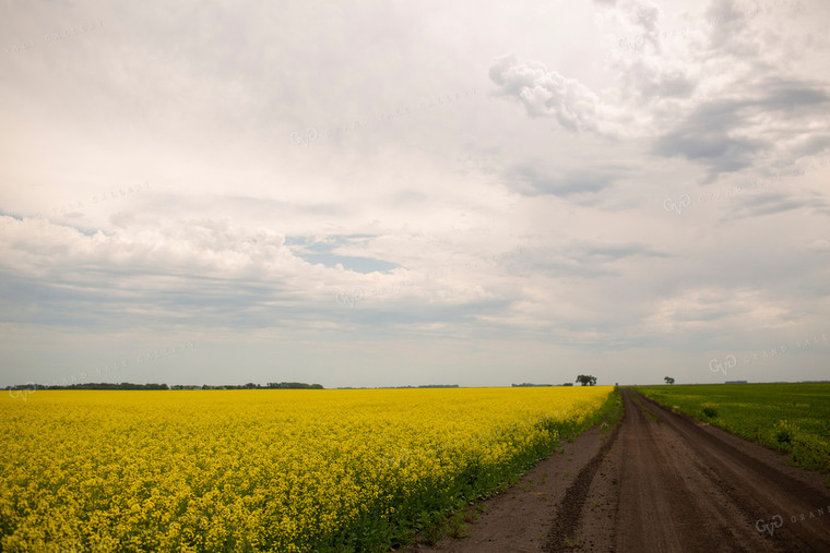 Canola 1897