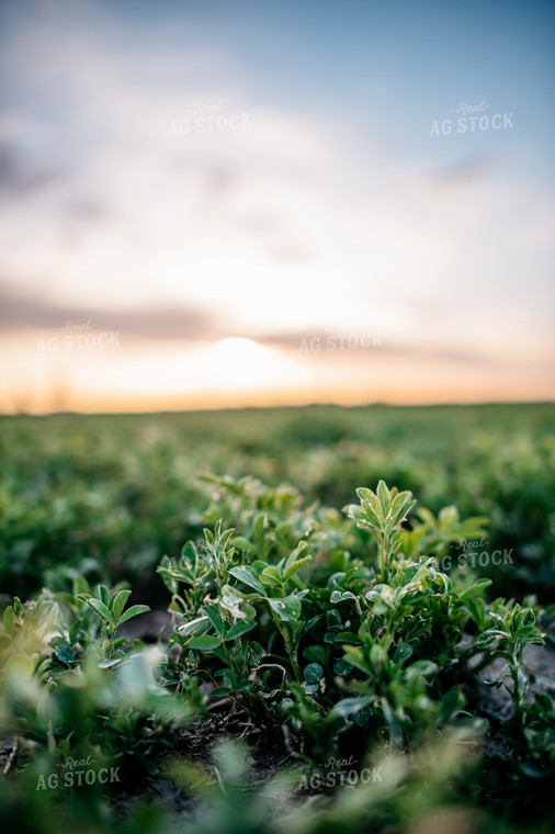 Alfalfa Field 56613