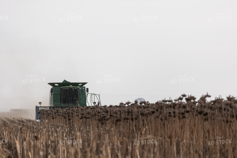 Combine Harvesting Sunflowers 72123