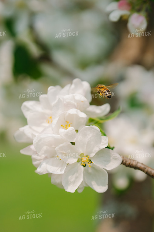 Bee Flies by White Flower 68162