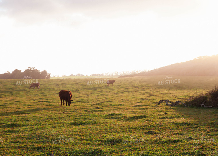 Cattle Graze in Open Field at Sunset 132000