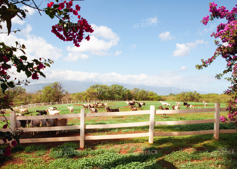 Goats Graze in Fenced Land 132001