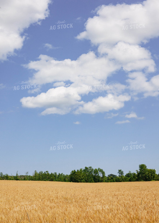 Open Dried Wheat Field 132008