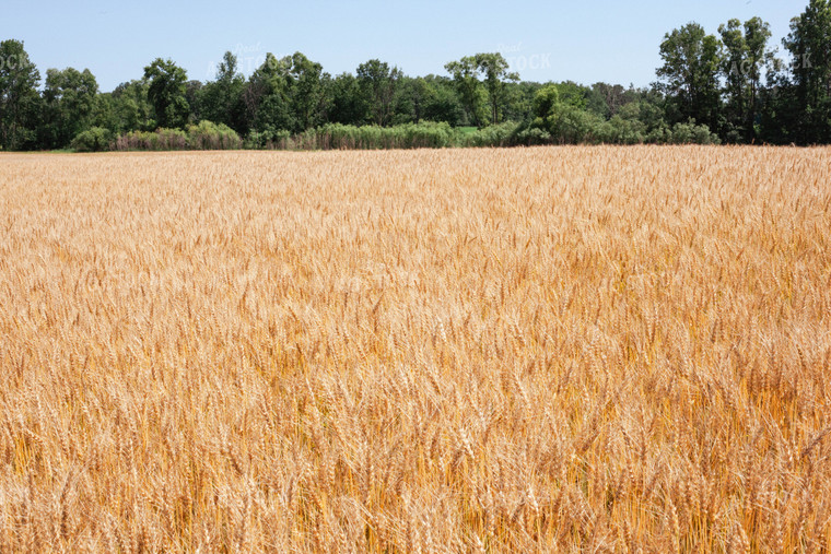 Open Dried Wheat Field 132009