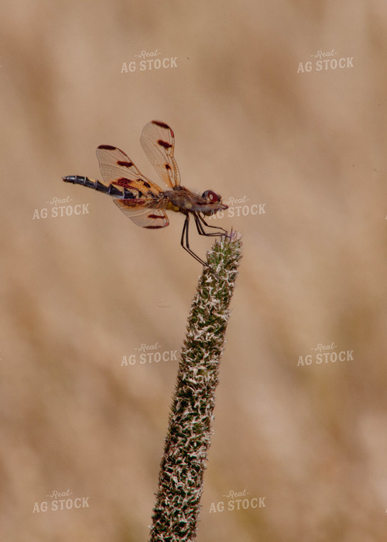 Dragonfly 132010