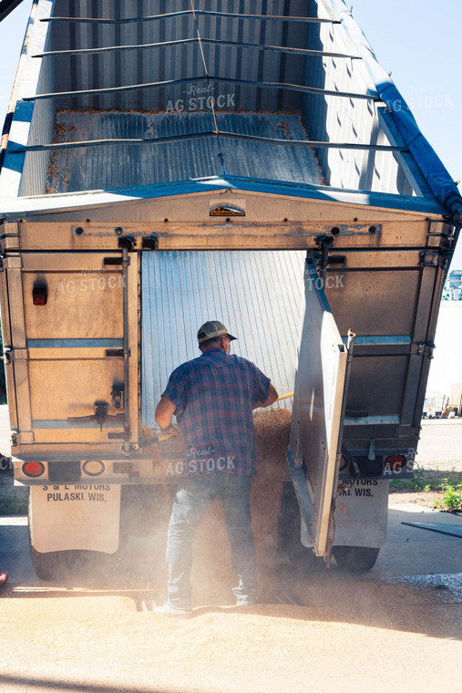 Farmer Sweeping Harvested Wheat into Drier Pit out of a Dump Trailer 132016