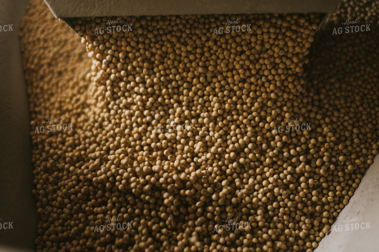Soybean Seed Flows Through Treater 7580