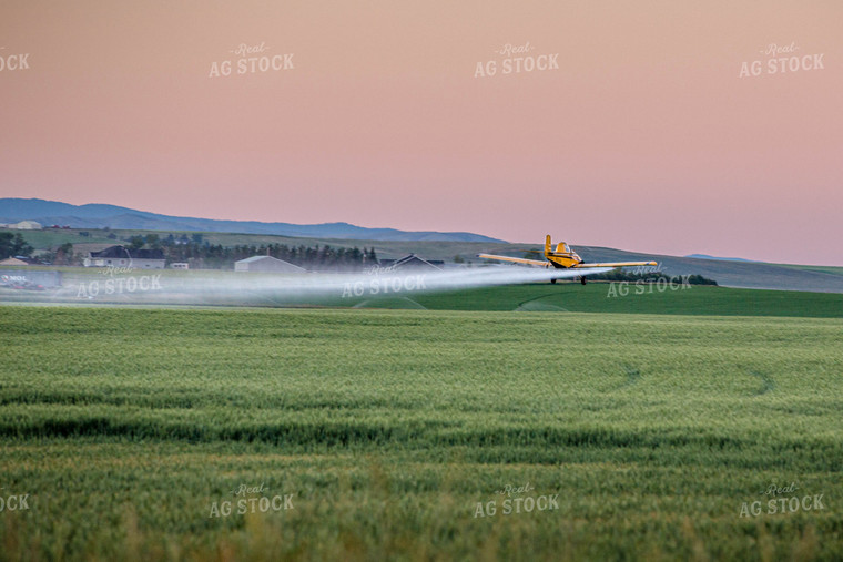 Crop Duster Sprays Growing Field at Sunset 81128