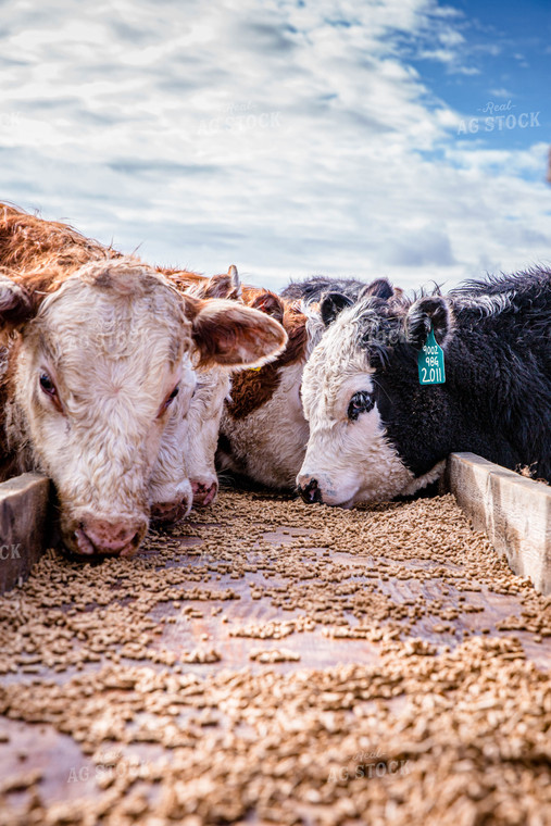 Hereford Cattle Eat from Feed Trough in Lot 81132