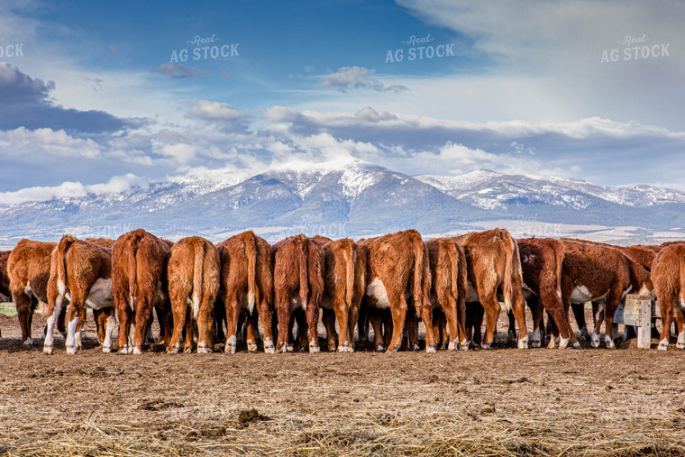 Hereford Cattle Lined Up Facing Mountains in the Background 81133