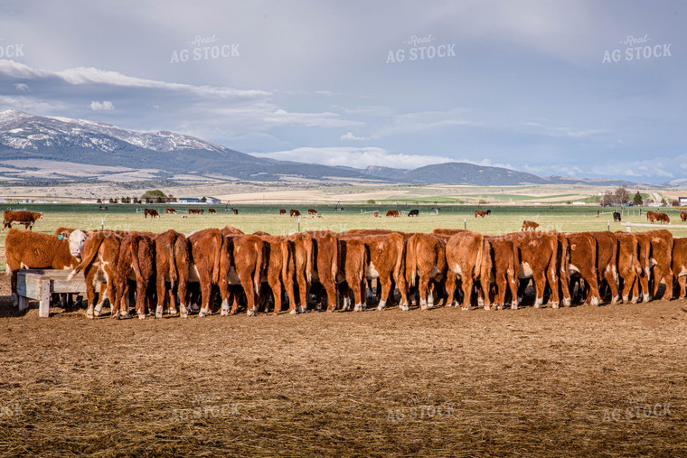 Hereford Cattle Eat from Feed Trough in Lot and Graze in Pasture 81135