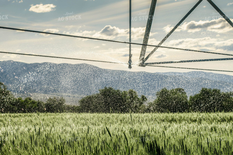 Irrigator Runs in Growing Wheat Field 81139