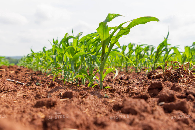Early Growth Corn Plants 79281